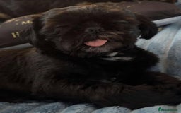 Shih Tzu dogs for stud: Shih Tzu Stud - Image 4