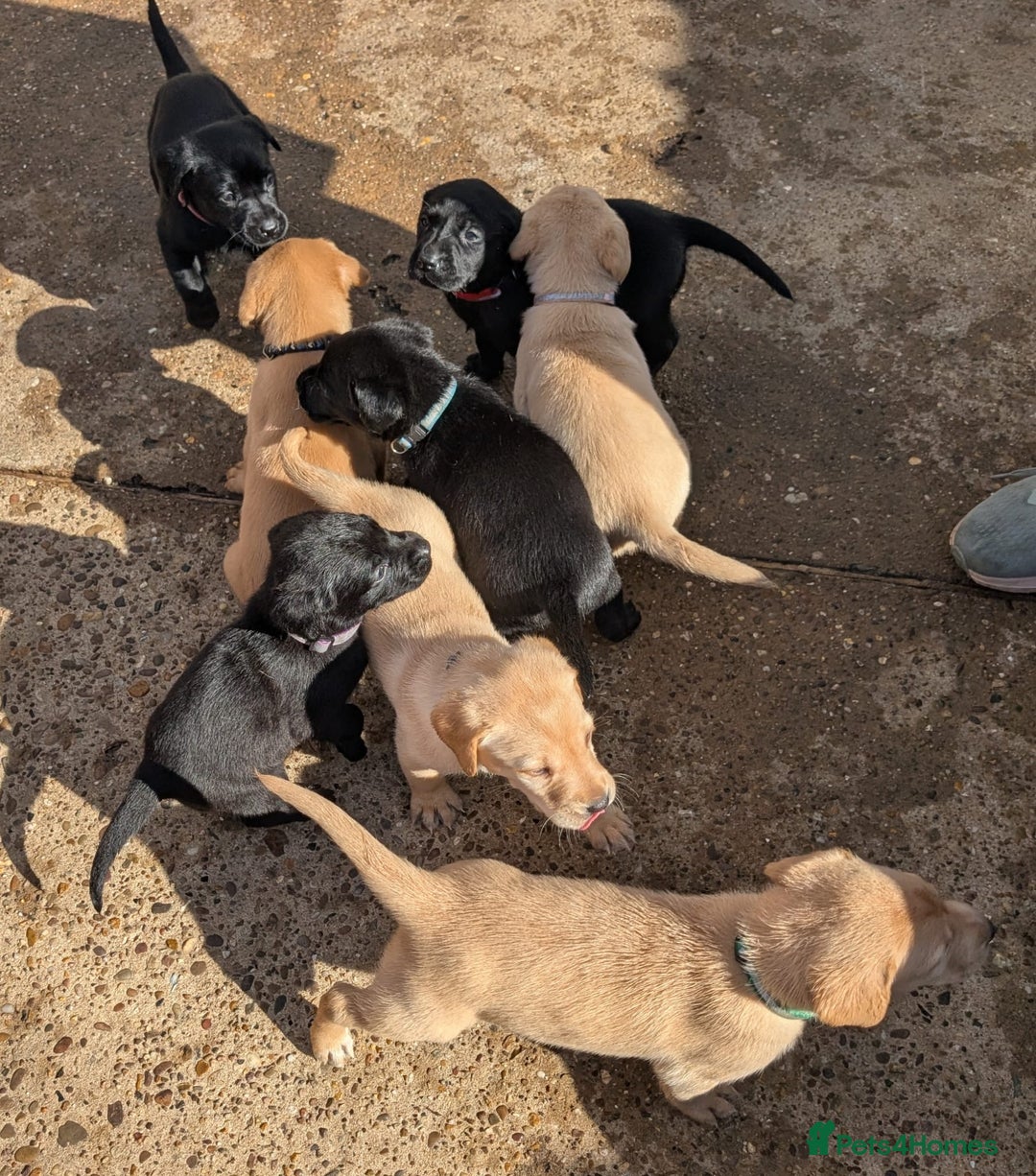 Labrador Retriever dogs for sale: Black/Golden Labrador Pups - Image 8