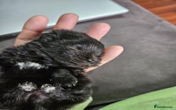 Pomeranian dogs for sale: TINY miracle KC Pomeranian 907grams at 16 weeks - Image 12