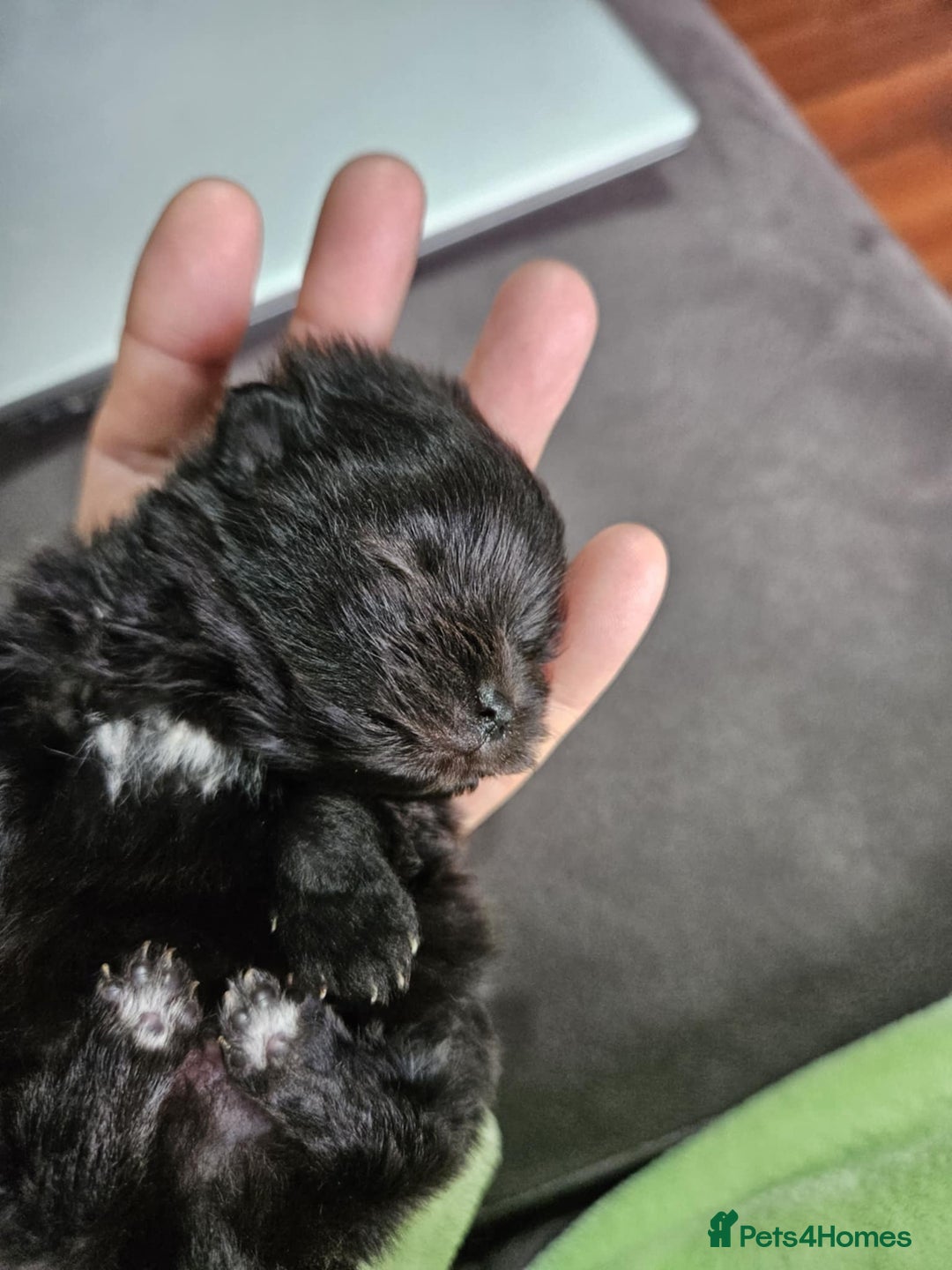 Pomeranian dogs for sale: TINY miracle KC Pomeranian 907grams at 16 weeks - Image 12