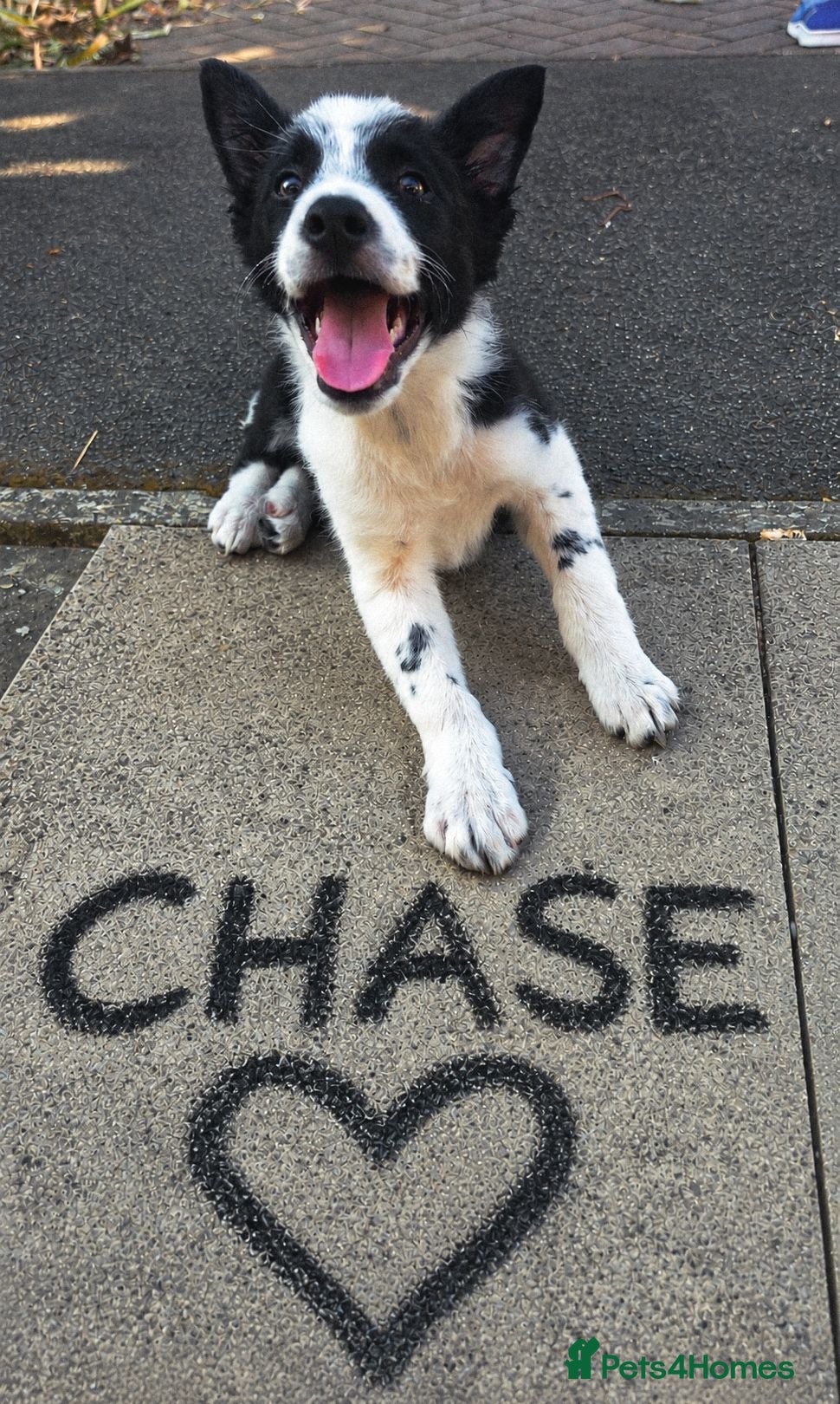 Border Collie dogs 10 week old border collie  - Advert 6