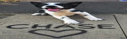 Border Collie dogs for sale: 10 week old border collie  - Advert 1
