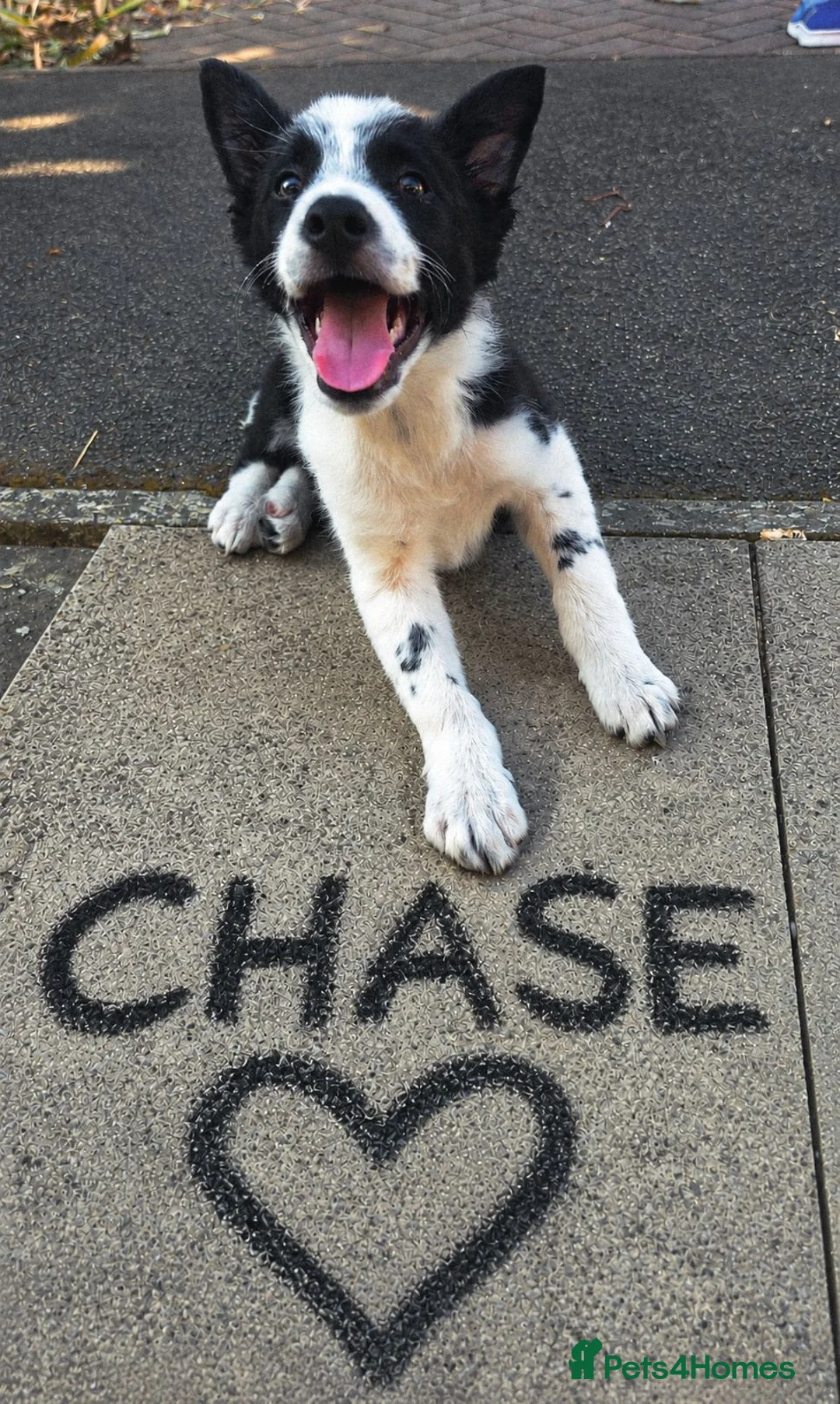 Border Collie dogs for sale: 10 week old border collie  - Advert 1
