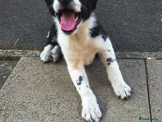 Border Collie dogs 10 week old border collie - Advert 6