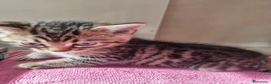 Bengal 4