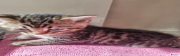 Bengal cats for sale: Lovely Bengal X kittens - Advert 5