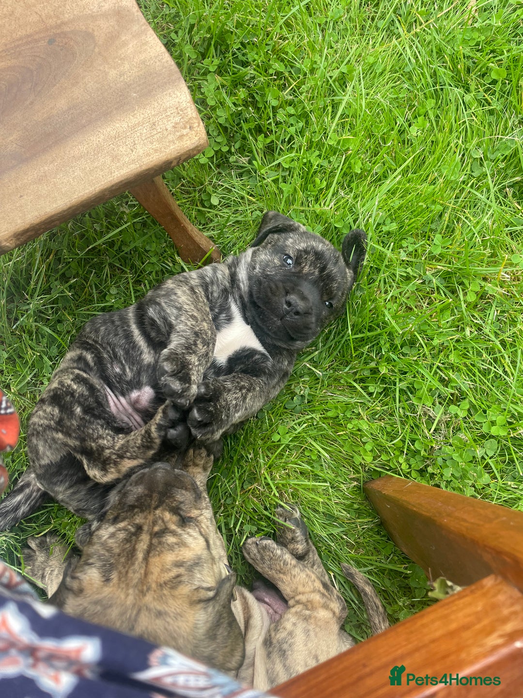 Boerboel dogs for sale: Boerboel puppies - Image 10