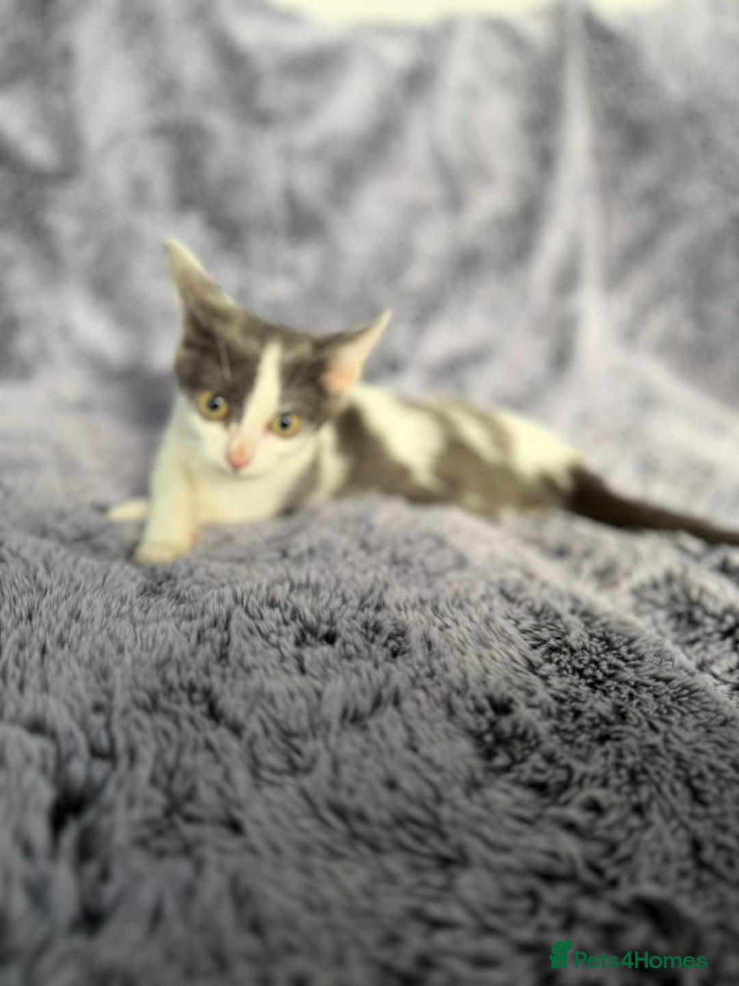 Mixed Breed cats for sale: Grey and white kittens  - Advert 4