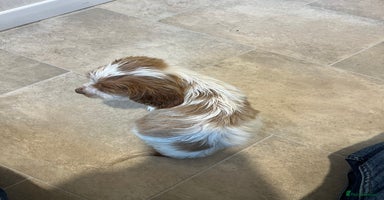 Cocker Spaniel dogs - Advert 2