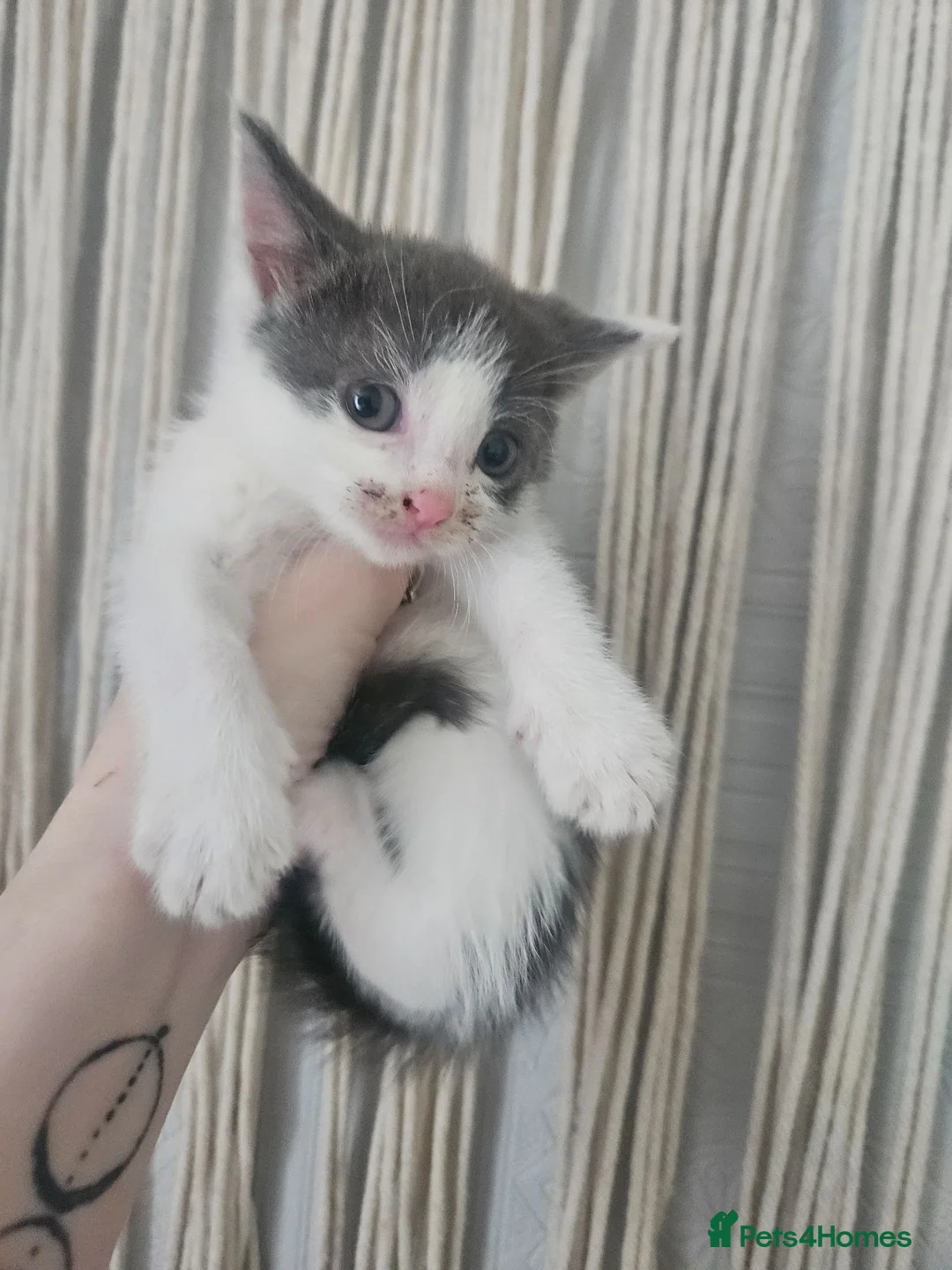 Mixed Breed cats for sale: 3 beautiful kittens for sale - Advert 2