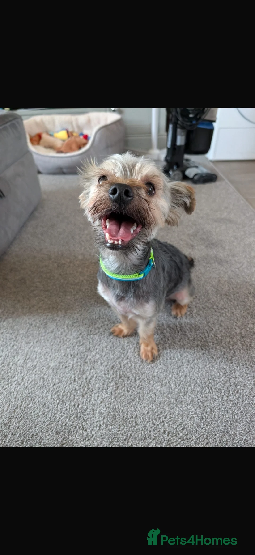 Yorkshire Terrier dogs for sale: Beautiful 1 year old Yorkshire Terrier - Advert 2