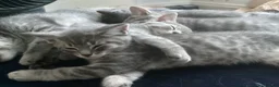 Mixed Breed cats for sale: Ragdoll x British shorthair  - Advert 2