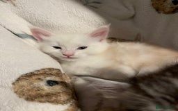 Maine Coon cats for sale: Purebred Maine Coon kittens - Image 17