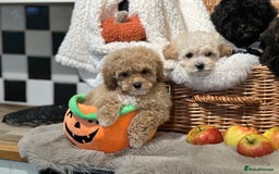Shihpoo dogs for sale: Absolutely stunning Shihpoo pups ready now ❤️ - Image 12