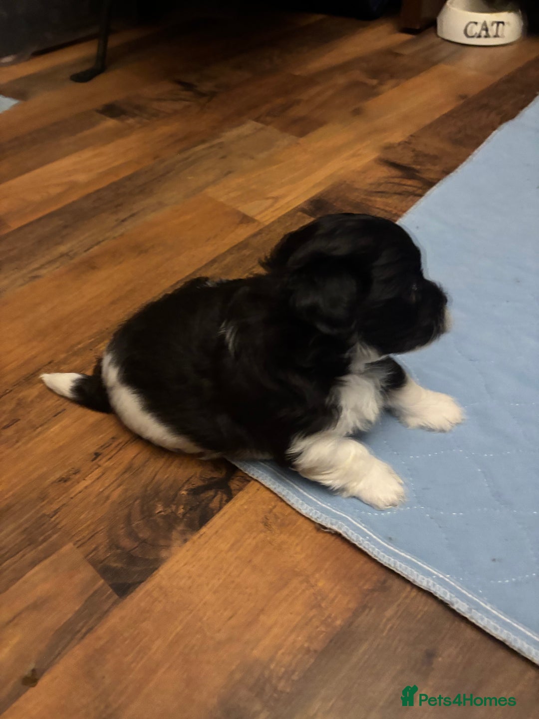 Mixed Breed dogs for sale: Adorable Bolonoodle Puppies - Advert 13
