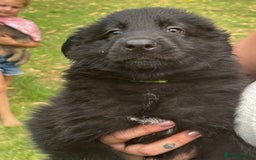 German Shepherd dogs for sale: German shepherd puppies ready to leave now - Image 26