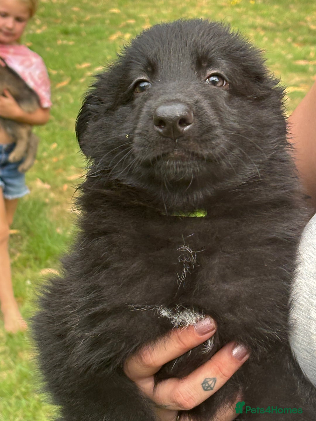German Shepherd dogs for sale: German shepherd puppies ready to leave now - Image 26
