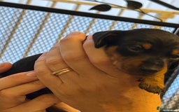 Miniature Dachshund dogs for sale: Six beautiful miniature Dachshunds - Image 18