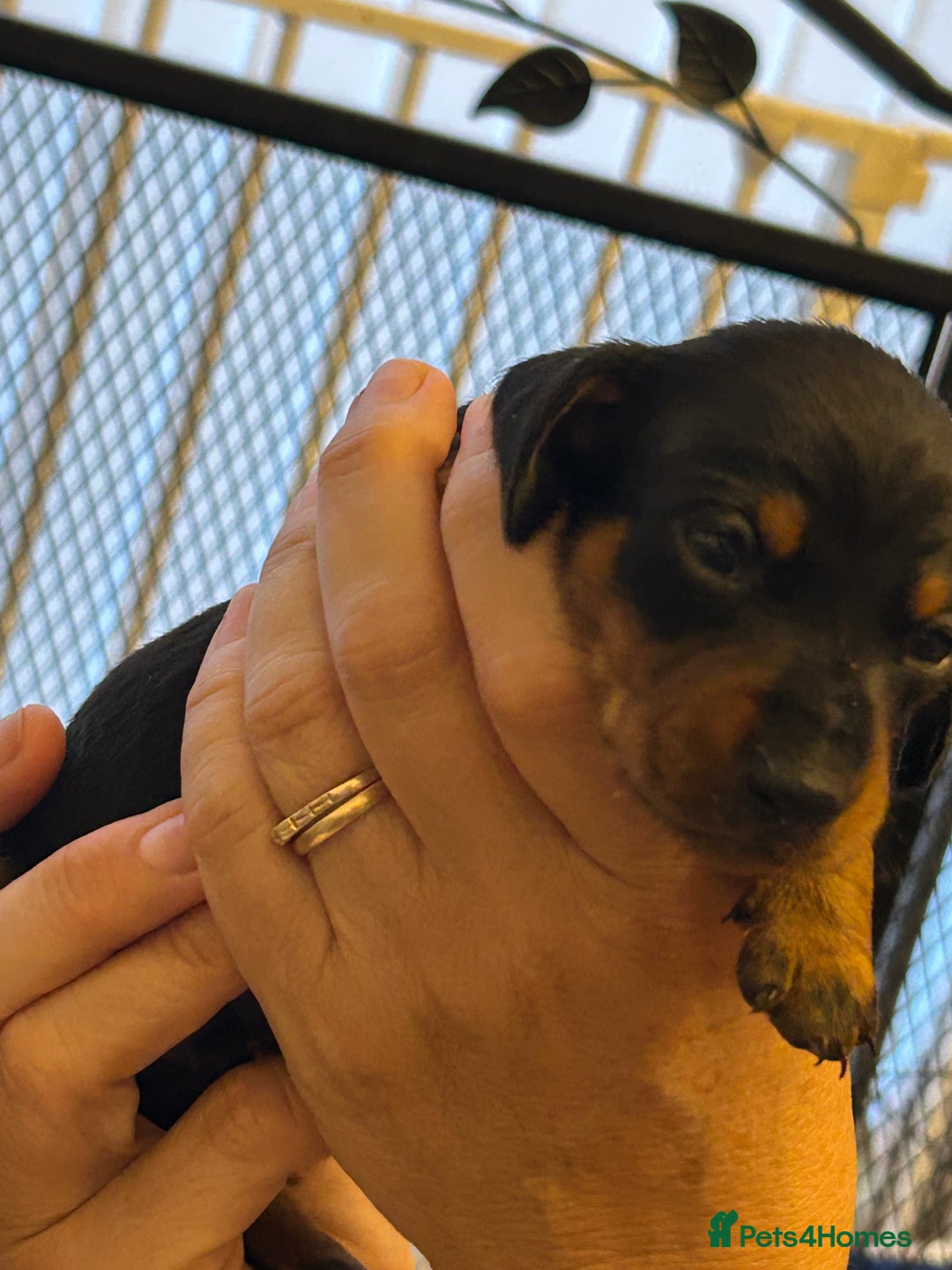 Miniature Dachshund dogs for sale: Six beautiful miniature Dachshunds - Image 18
