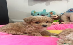 Maltipoo dogs for sale: 🩷Maltipoo F1 Babies🩵 - Image 6
