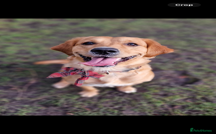 Golden Retriever dogs - Advert 12