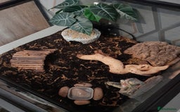 Scorpions invertebrates for sale: Asian Forest Scorpion + Exo Terra  - Image 3