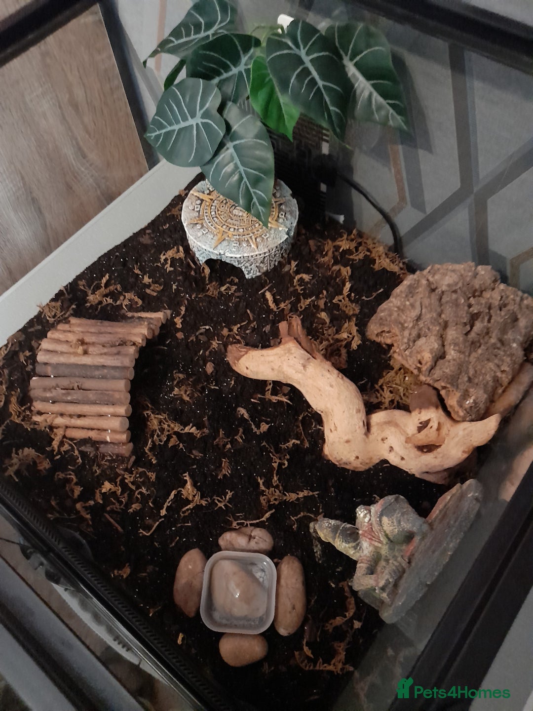 Scorpions invertebrates for sale: Asian Forest Scorpion + Exo Terra  - Image 3