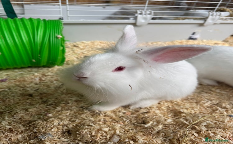 New Zealand rabbits - Advert 1