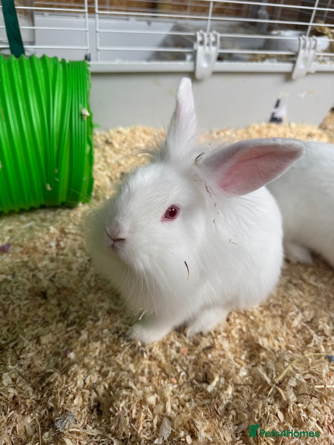 New Zealand rabbits for sale: 3 New Zealand White Rabbits, Ready to leave - Image 1