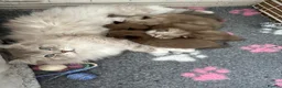 RagaMuffin cats for sale: Authentic Pure RagaMuffin Kitten - Advert 4