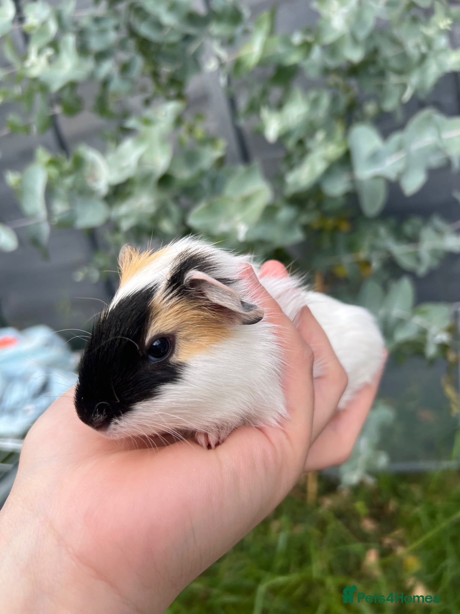 Guinea Pig rodents Baby guinea pigs for sale - Advert 20