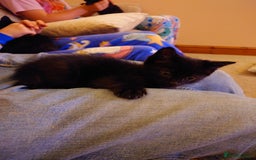 British Shorthair cats for sale: 2 Beautiful black with white bits kittens - Image 2