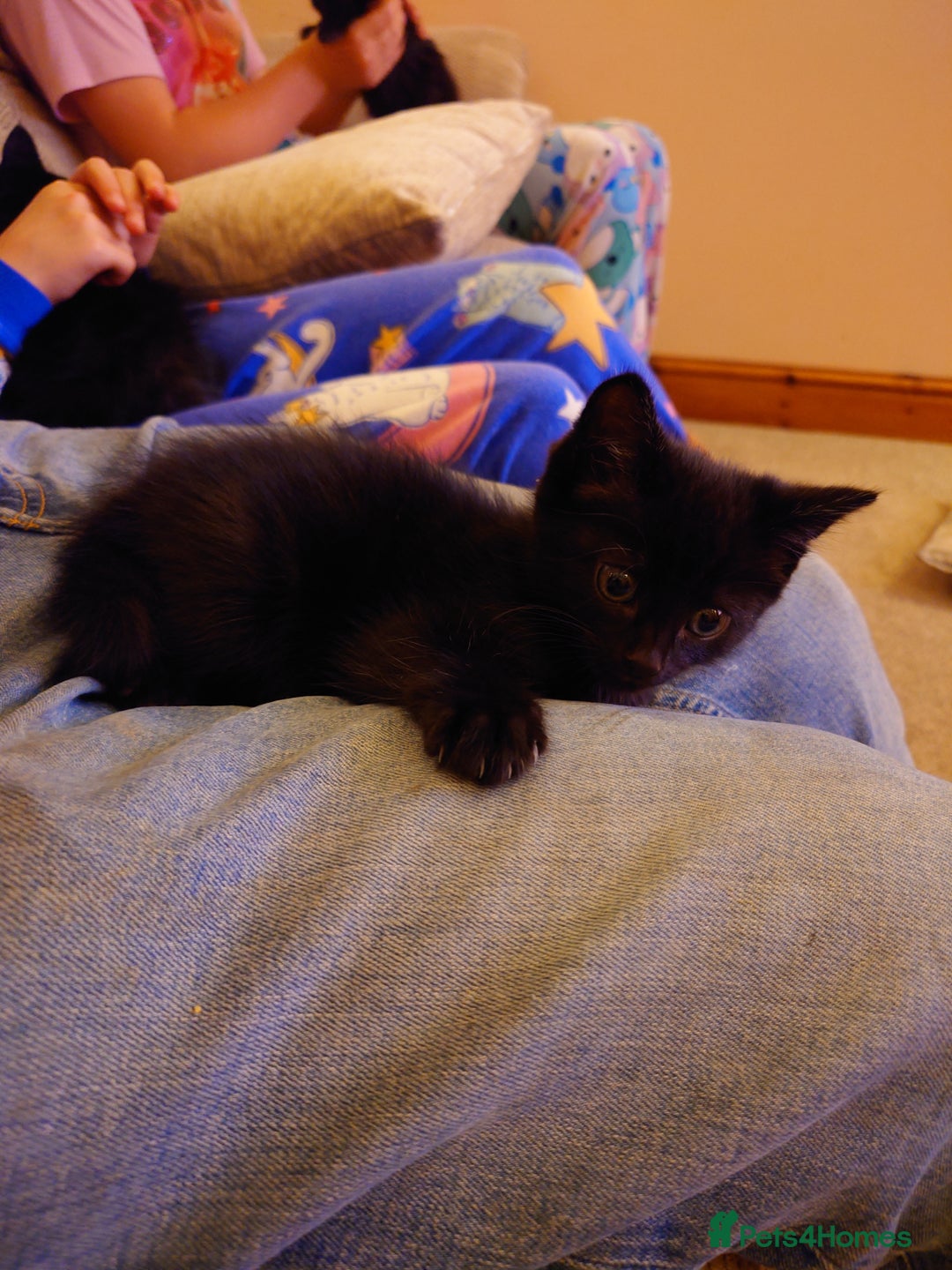 British Shorthair cats for sale: 2 Beautiful black with white bits kittens - Image 2