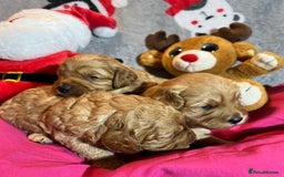 Cavapoochon dogs for sale: Cavapoochon Puppies ready from 20th December 2025  - Advert 17