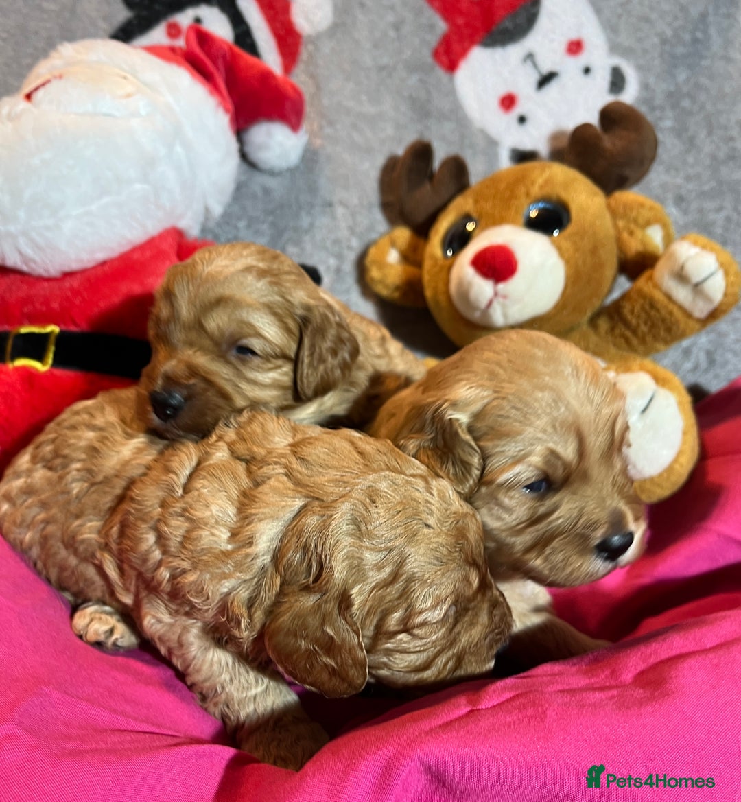 Cavapoochon dogs for sale: Cavapoochon Puppies ready from 20th December 2025  - Advert 17