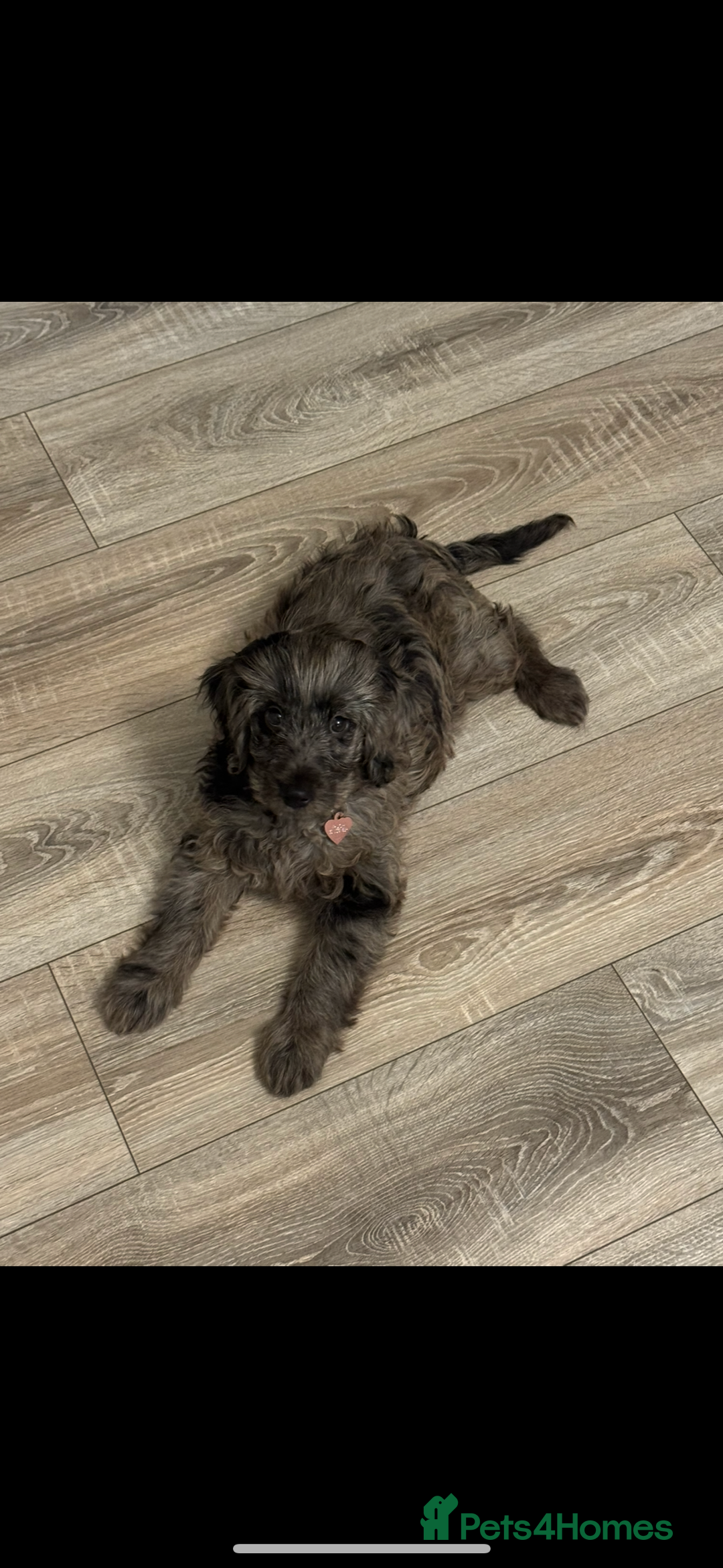 Cockapoo dogs for sale: Female F1 16 week old Cockapoo - Merle colouring  - Image 4