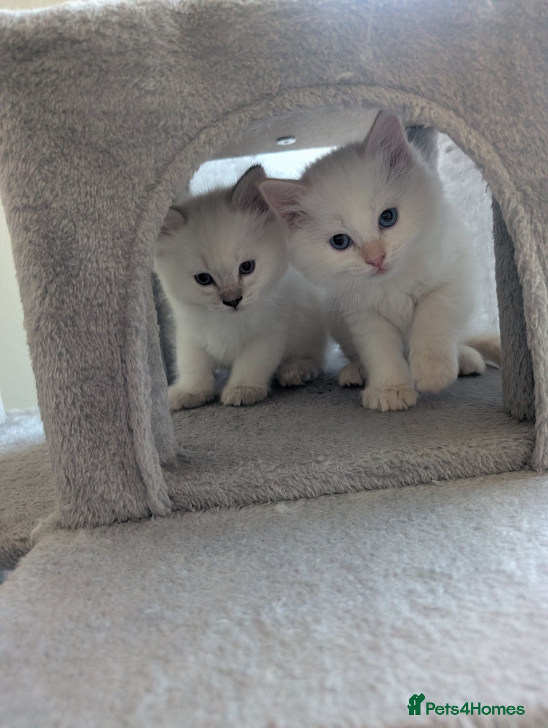 Ragdoll cats for sale:  🐾 Beautiful Ragdoll Kittens Available 🐾 - Advert 3