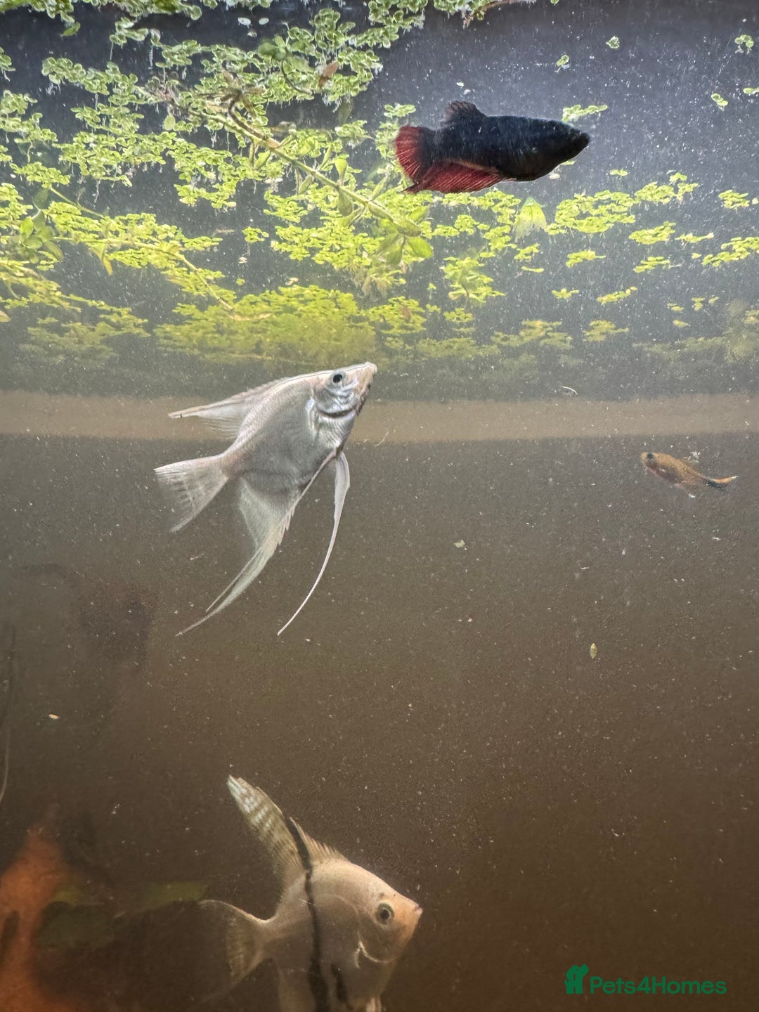 Bettas fish for sale: 8 Angelfish 1 female Betta  - Advert 5