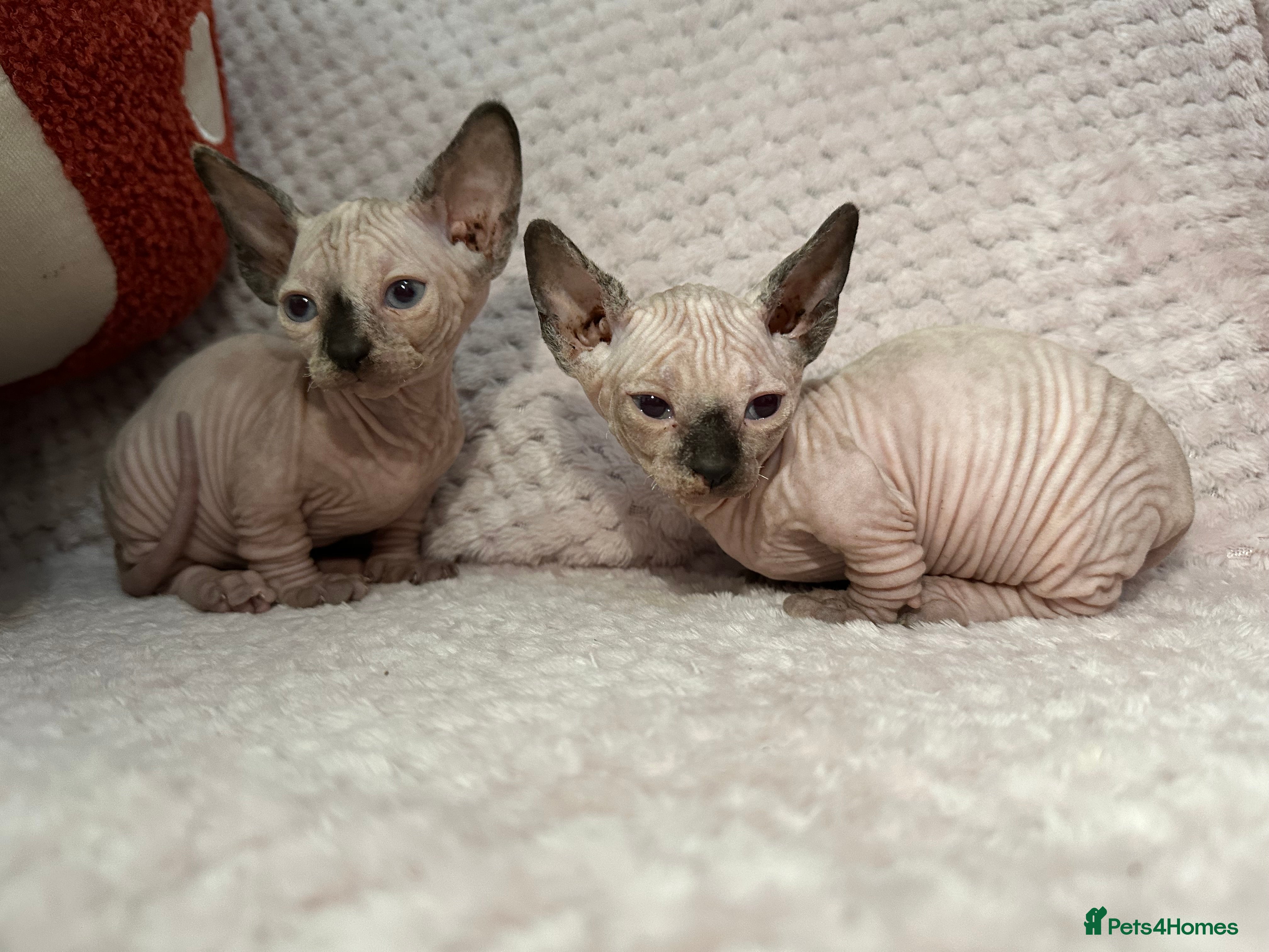 Sphynx cats Bambino kittens - Advert 6