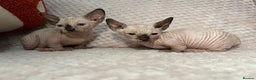 Sphynx cats for sale: Bambino kittens Ready now! - Advert 2