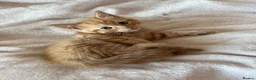 Mixed Breed cats for sale: 6 gorgeous kittens  - Advert 4