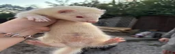 Ferret rodents for sale: Ferret kits  - Advert 2