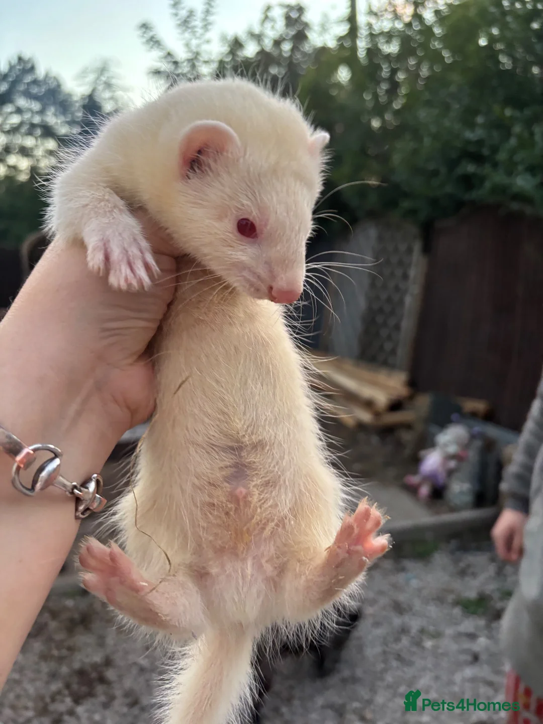 Ferret rodents for sale: Ferret kits  - Advert 2