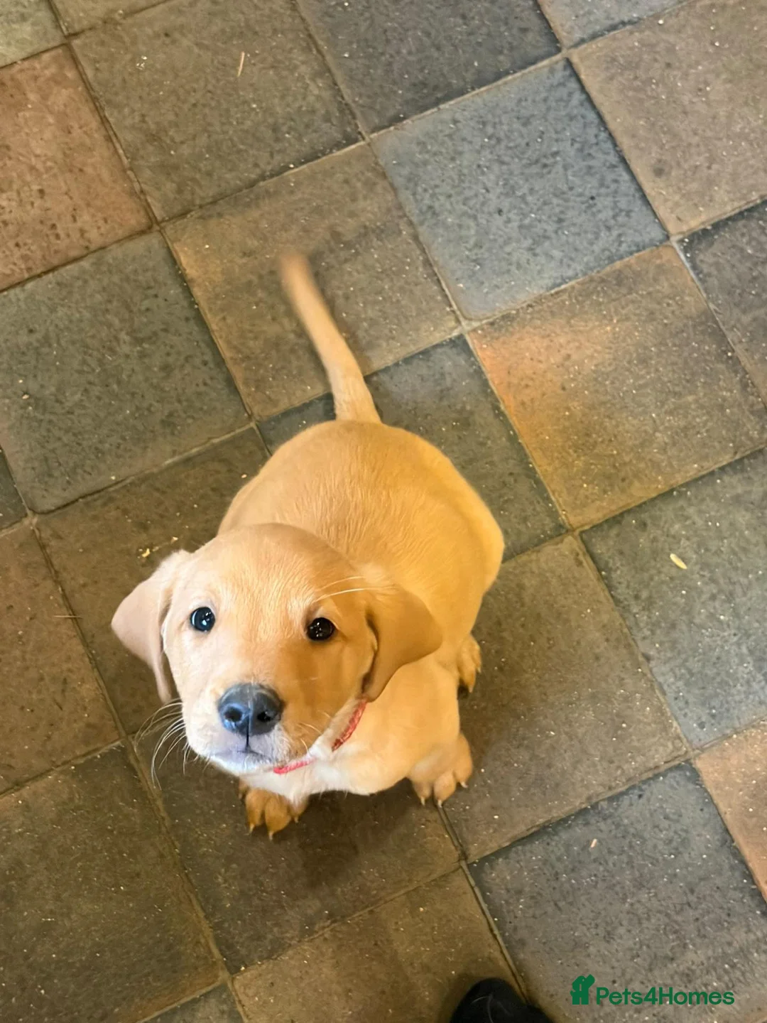 Labrador Retriever dogs for sale: 3 Beautiful Fox Red Labrador Boy Puppies for Sale in Edenbridge - Advert 2