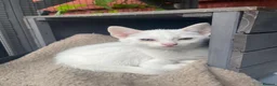Mixed Breed cats for sale: Lovely kittens - Advert 14