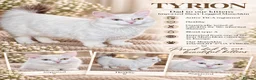 Munchkin cats for sale: Beautiful Munchkin Kittens – TICA Registered Dad - Advert 10