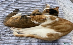 British Shorthair cats for sale: 2 beautiful one year old cats - Image 4
