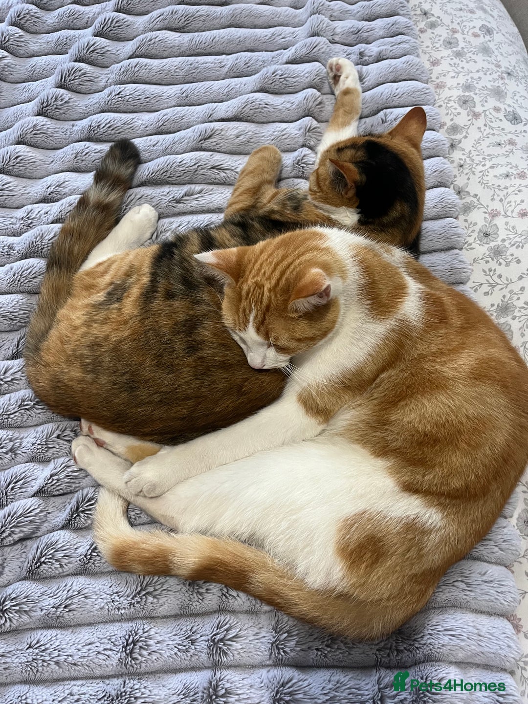 British Shorthair cats for sale: 2 beautiful one year old cats - Image 4