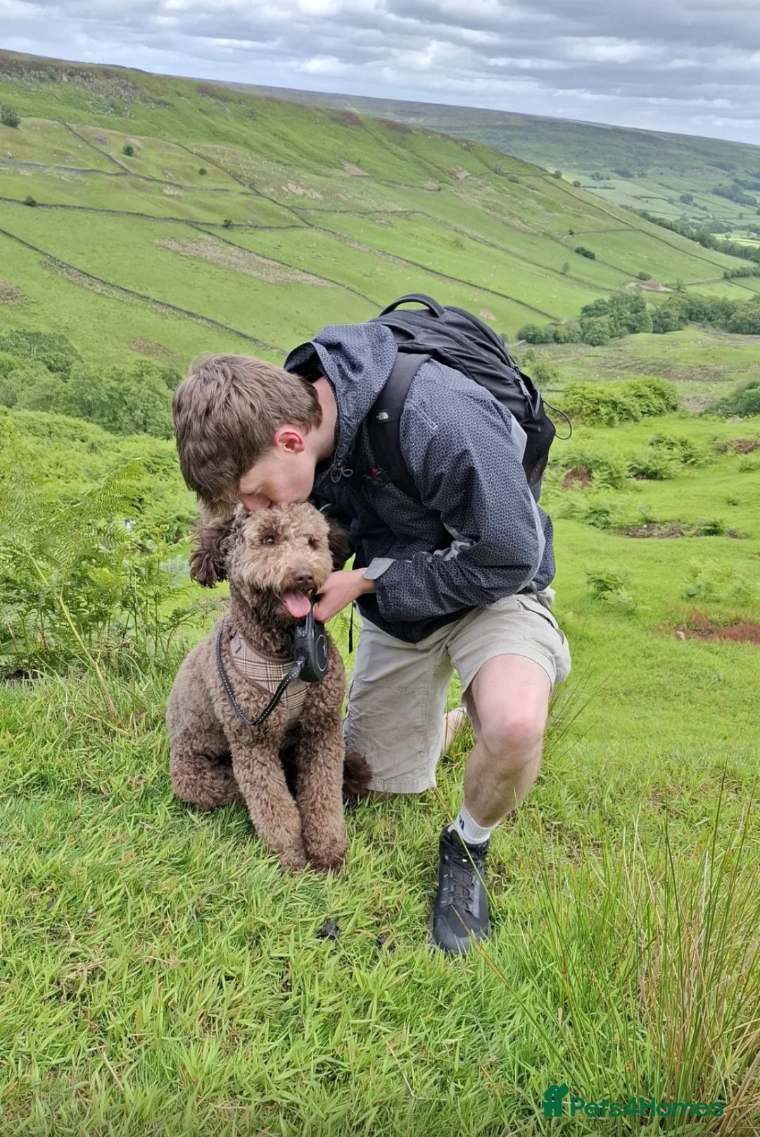 Cockapoo dogs for sale: Bodhi the 1 year old  - Advert 2