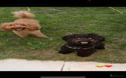 Poochon dogs for sale: X3 beautiful poochon males  - Image 2